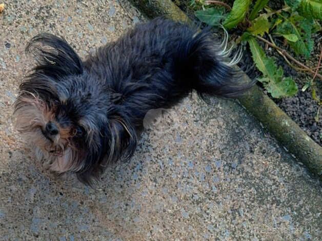 Dog for sale - Image 4 of 4