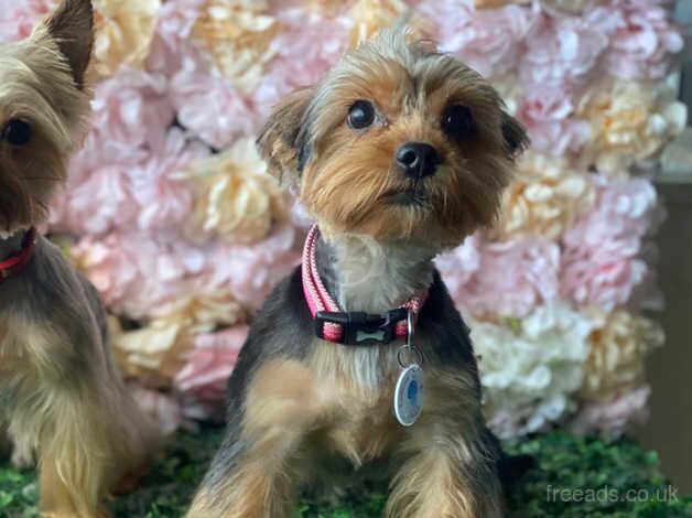 Beautiful Purebred Yorkie Puppies For Sale in Manchester, Greater Manchester - Image 1