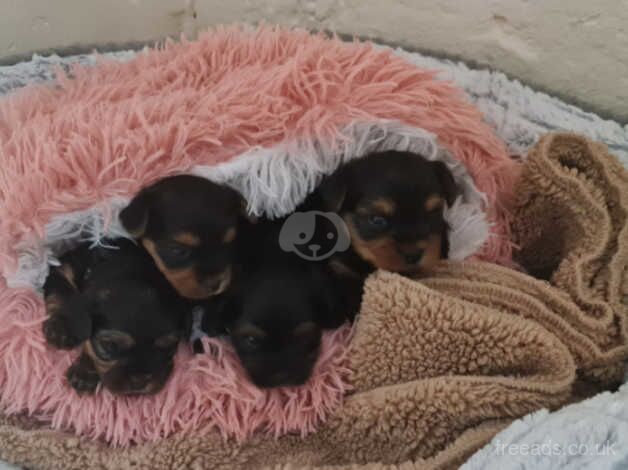 Beautiful Purebred Yorkie Puppies For Sale in Manchester, Greater Manchester - Image 4