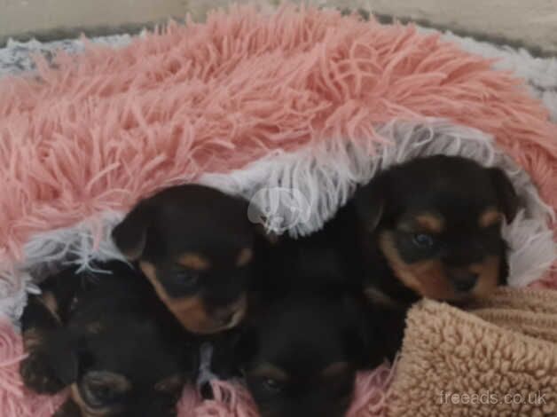 Exceptional Puppies, bred for temperament and excellent genes. for sale in Manchester, Greater Manchester - Image 5