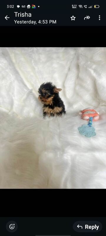 Yorkshire Terrier puppies for sale in Portadown, County Armagh – 10 weeks old