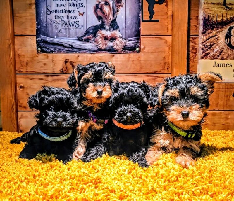 Yorkshire Terrier puppies for sale in Iver, Buckinghamshire – 8 weeks old