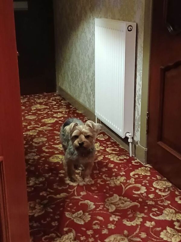 Yorkshire Terrier puppies for sale in Montrose, Angus – 2 years old