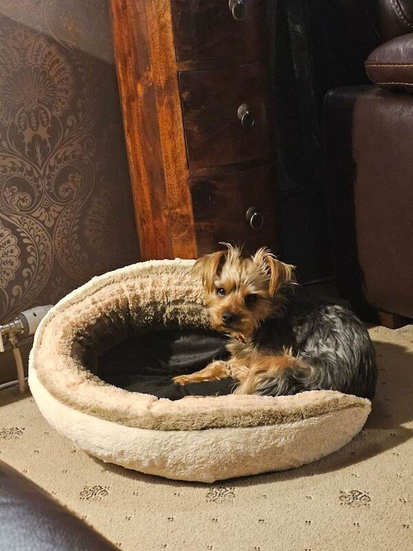 Female dog - Image 2 of 2