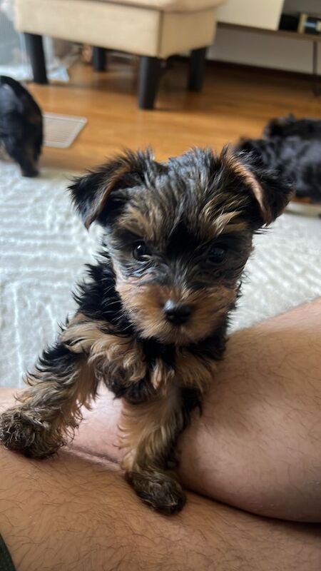 Yorkie Puppies For Sale