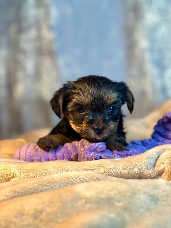 Female Pure Breed Mini Yorkshire Terrier - Image 2 of 6