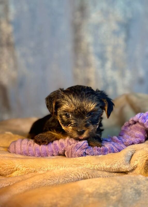 Female Pure Breed Mini Yorkshire Terrier - Image 3 of 6