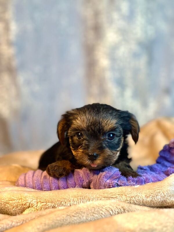 Female Pure Breed Mini Yorkshire Terrier - Image 4 of 6