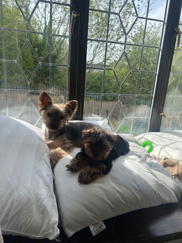 Female Pure Breed Mini Yorkshire Terrier - Image 5 of 6