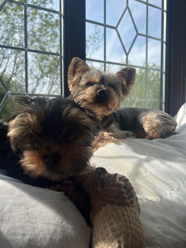 Female Pure Breed Mini Yorkshire Terrier - Image 6 of 6