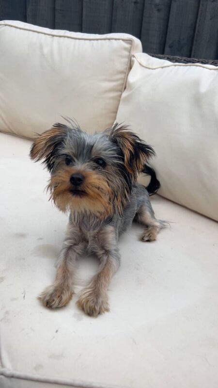 Female Yorkie puppy for sale in Walsall, West Midlands