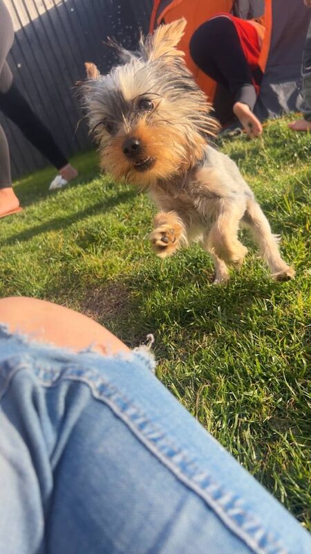 Female Yorkie puppy for sale in Walsall, West Midlands - Image 2