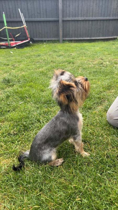 Female Yorkie puppy for sale in Walsall, West Midlands - Image 3