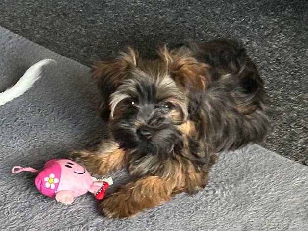 Female Yorkshire terrier for sale in Sheffield, South Yorkshire - Image 1