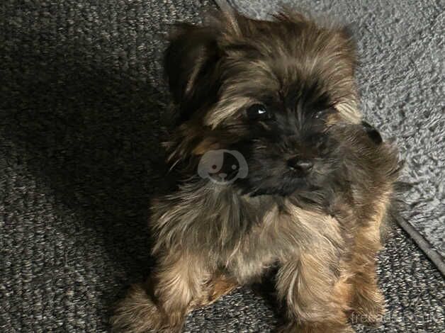 Female Yorkshire terrier for sale in Sheffield, South Yorkshire - Image 3