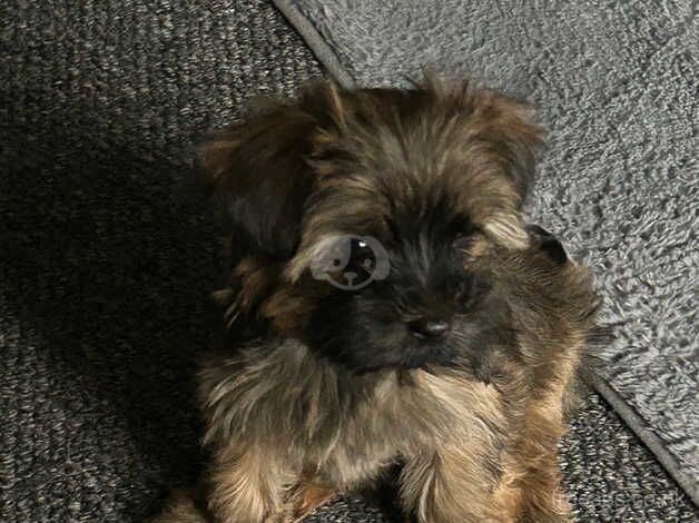 Female Yorkshire terrier for sale in Sheffield, South Yorkshire - Image 4