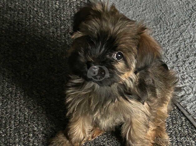 Female Yorkshire terrier for sale in Sheffield, South Yorkshire - Image 5