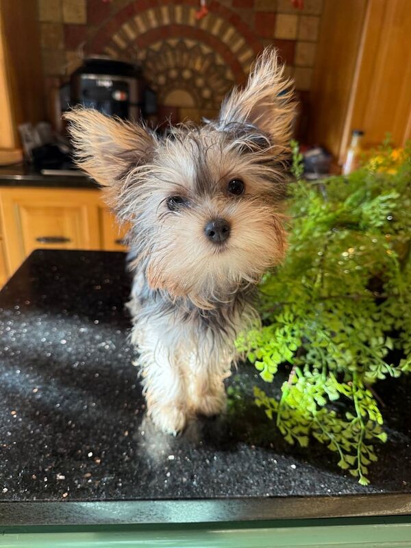 Yorkshire Terrier puppies for sale in Bangor, County Down – 11 weeks old