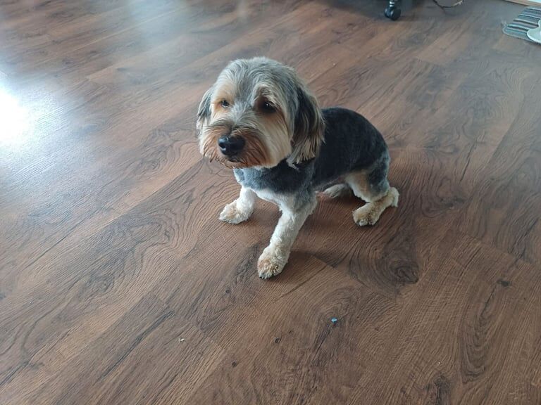 Finn for sale in London