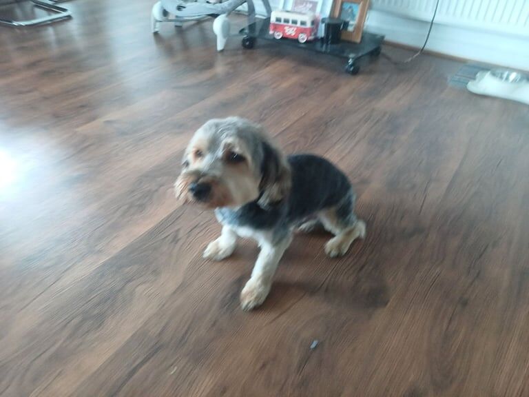Finn for sale in London | Image 2