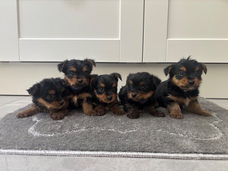 Five beautiful Yorkshire terrier puppies for sale in Kirkby-in-Ashfield, Nottinghamshire