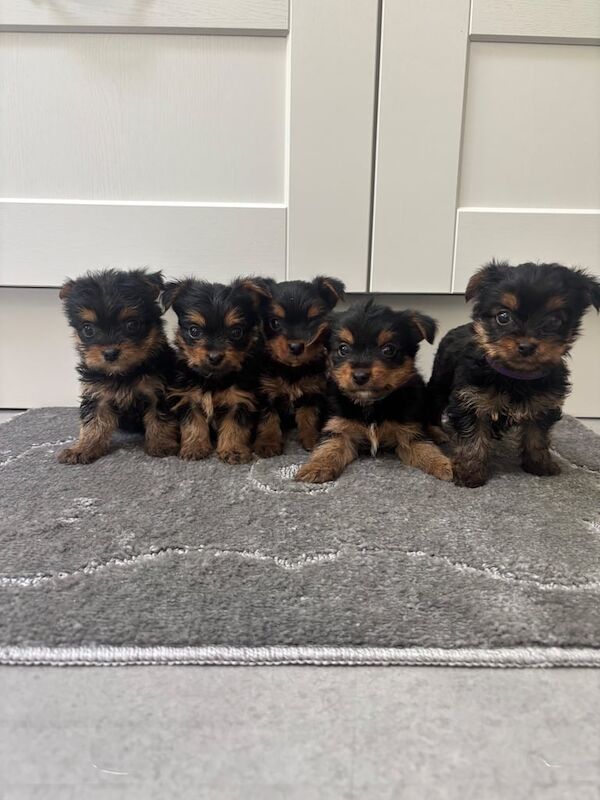 Five beautiful Yorkshire terrier puppies for sale in Kirkby-in-Ashfield, Nottinghamshire - Image 2