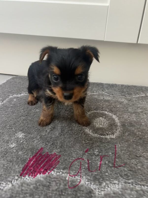 Five beautiful Yorkshire terrier puppies for sale in Kirkby-in-Ashfield, Nottinghamshire - Image 3