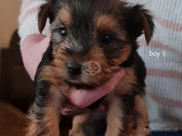 Five gorgeous Yorkshire terrier pups 2 boys and 3 girls for sale in Cardiff