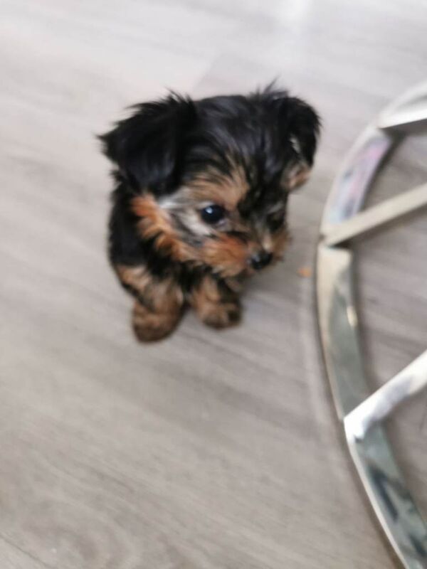 Yorkie Puppies For Sale
