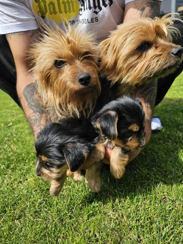 Yorkshire Terrier puppies for sale in Newry, County Armagh – 9 weeks old