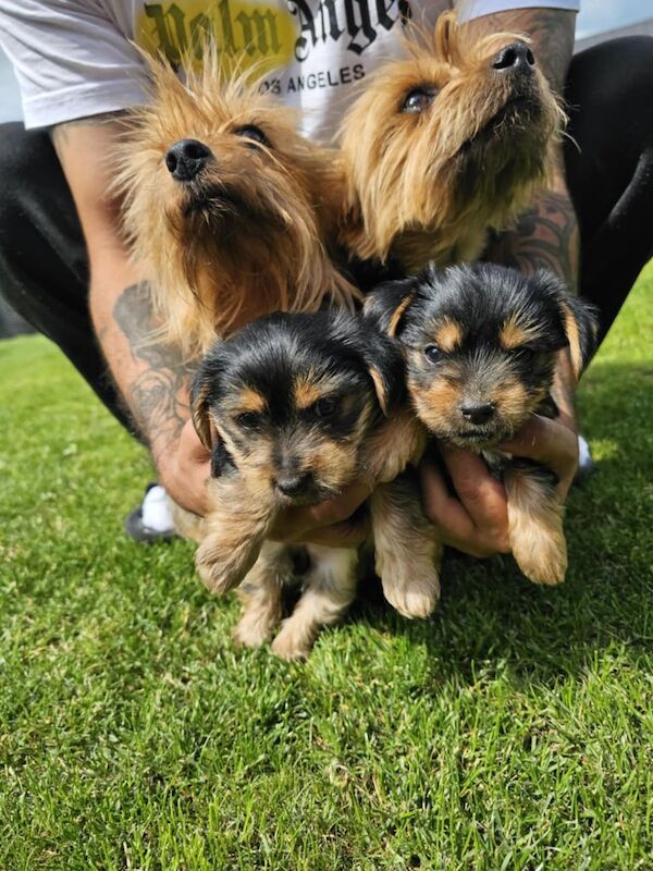 Yorkshire Terrier puppies for sale in Newry, County Armagh – 9 weeks old - Image 2 of 3