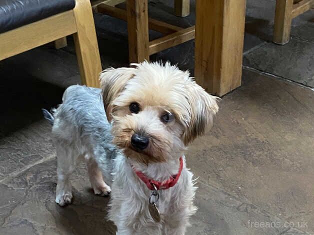 Freda Yorkie 18 mths old for sale in Burnley, Lancashire