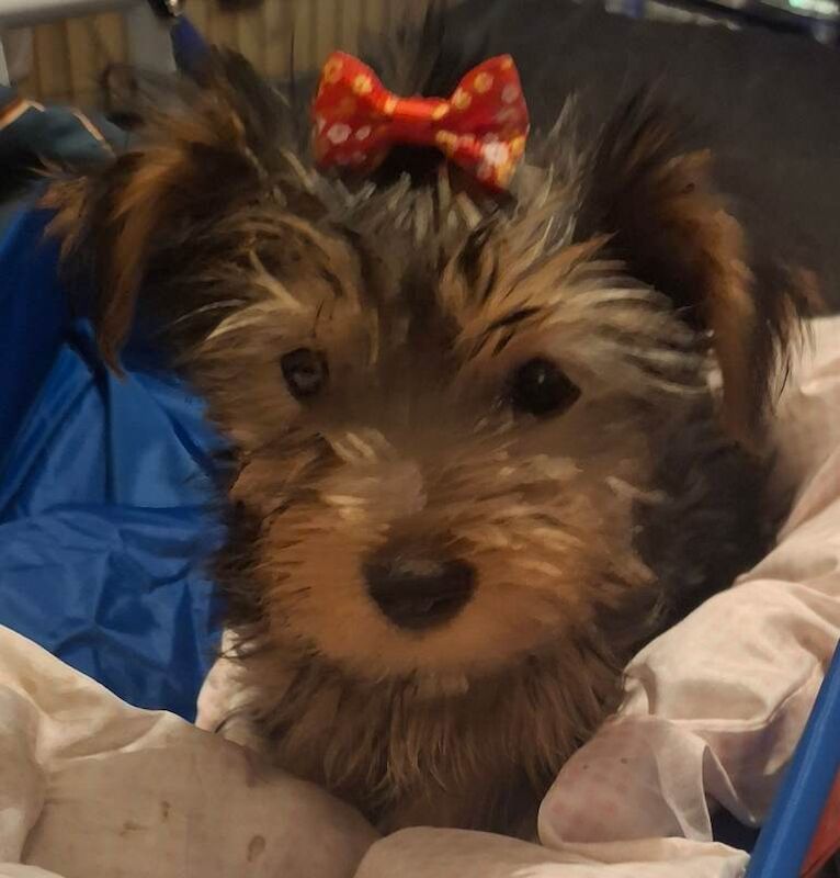 Full breed Yorkshire terrier