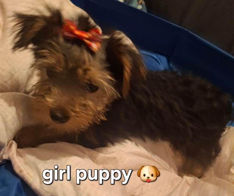 Full breed Yorkshire terrier - Image 2 of 5