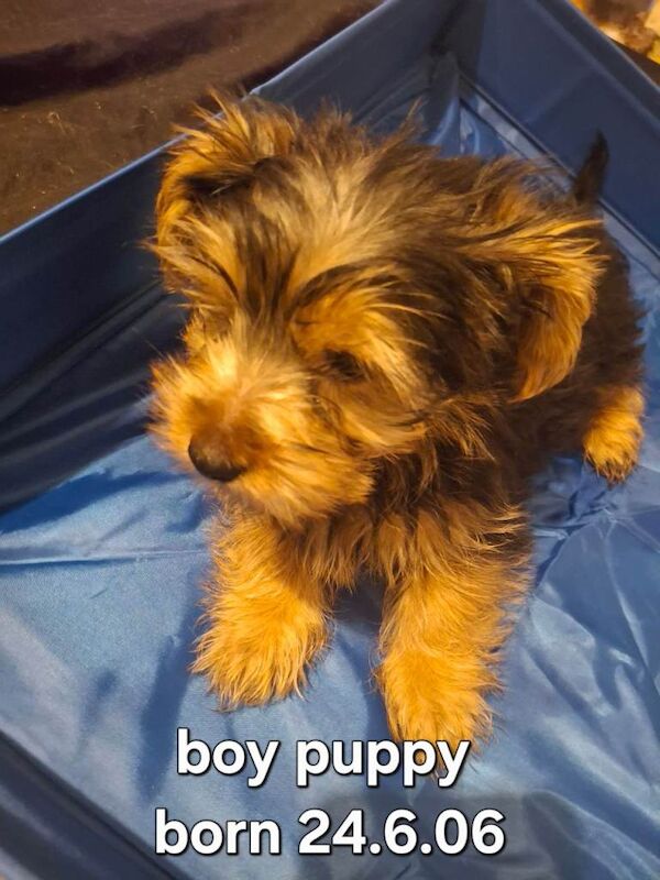Full breed Yorkshire terrier - Image 3 of 5