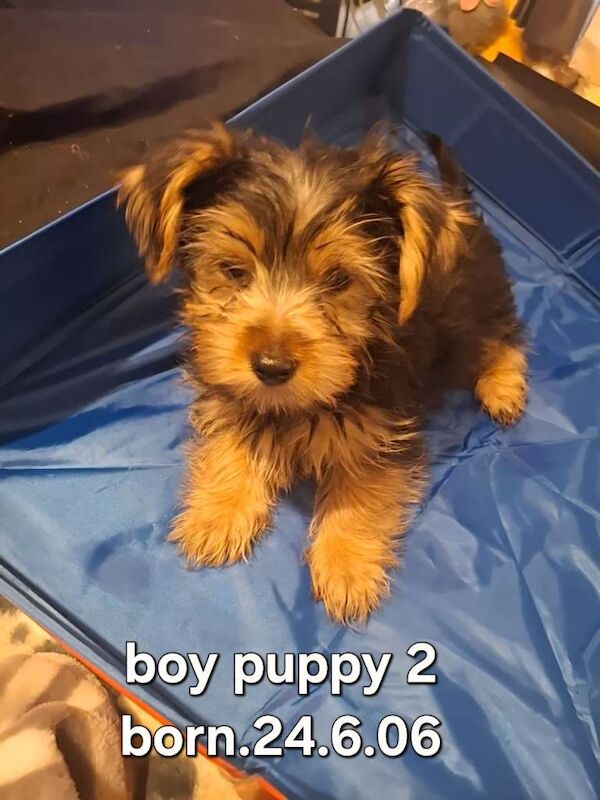 Full breed Yorkshire terrier - Image 4 of 5