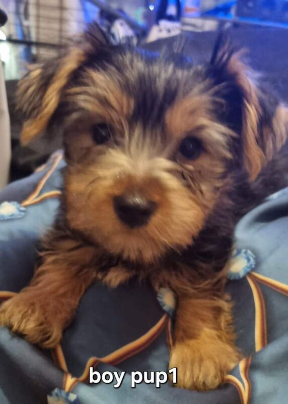 Full breed Yorkshire terrier - Image 5 of 5
