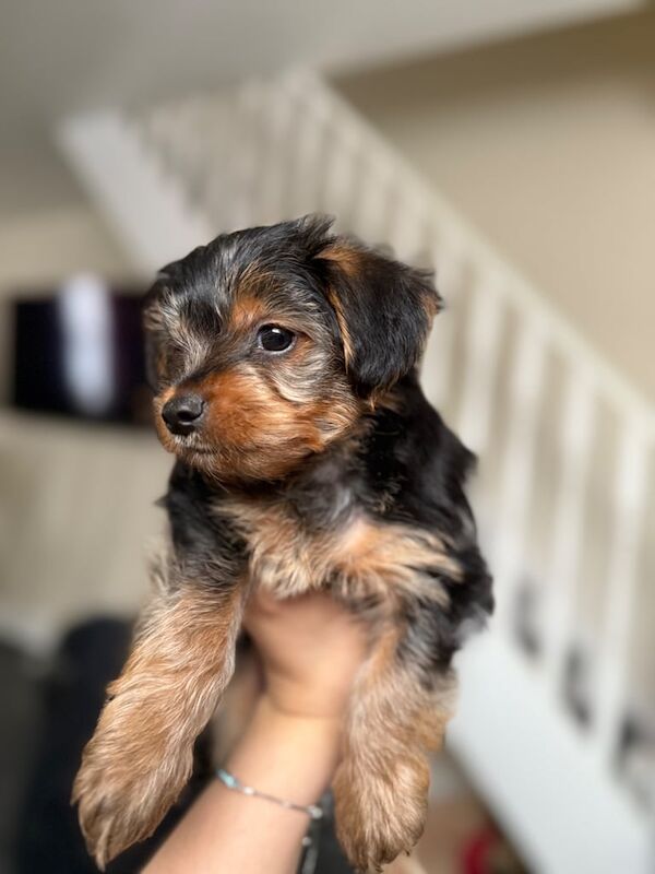 Yorkshire Terrier puppies for sale in Bolton, Greater Manchester – 8 weeks old