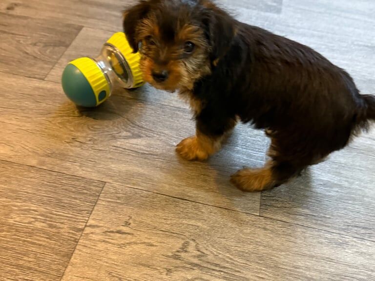 Yorkshire Terrier puppies for sale in Bolton, Greater Manchester – 8 weeks old - Image 3 of 3
