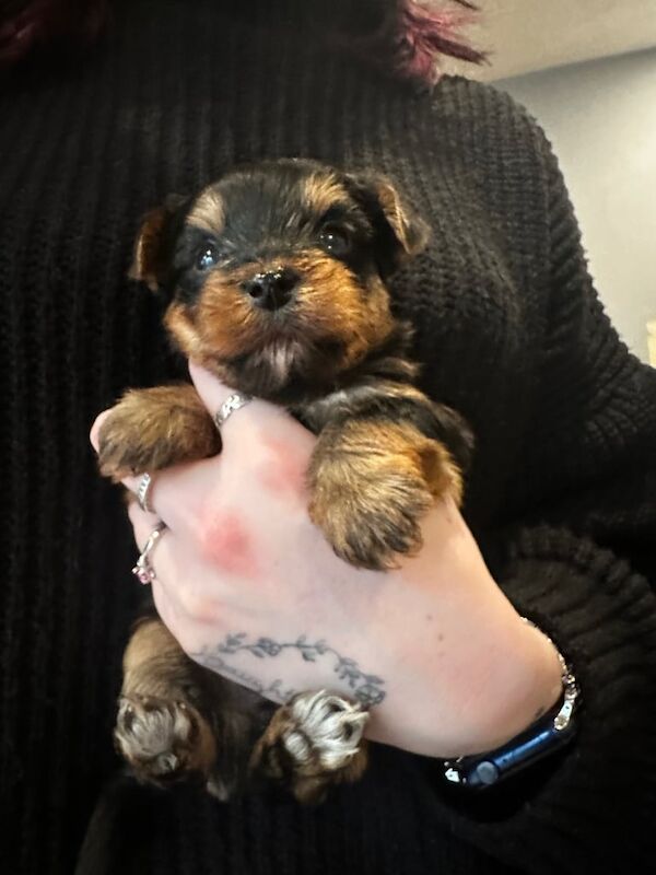 Yorkshire Terrier puppies for sale in Devizes, Wiltshire – 9 months old - Image 1 of 3