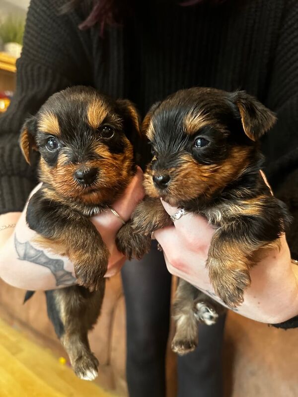 Yorkshire Terrier puppies for sale in Devizes, Wiltshire – 9 months old - Image 2 of 3