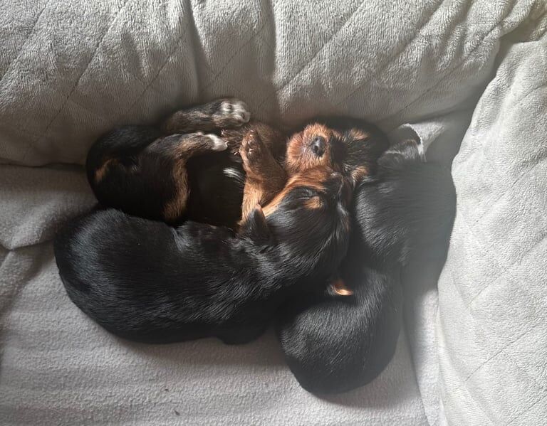 Yorkshire Terrier puppies for sale in Devizes, Wiltshire – 9 months old - Image 3 of 3