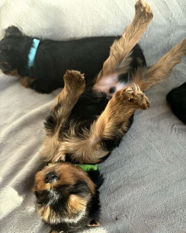 Yorkshire Terrier puppies for sale in Derby, Derbyshire – 7 weeks old