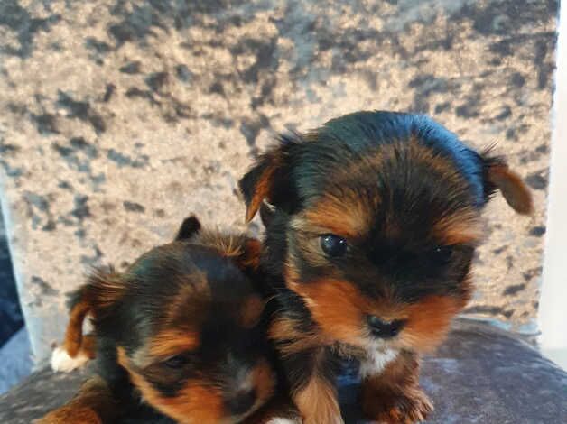 Yorkshire Terrier puppies for sale in Islington, Greater London – KC registered, 6 weeks old