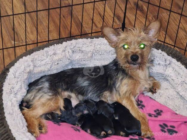 Fully Vaccinated 10 Week old Yorkie Girl for sale in Barnsley, South Yorkshire - Image 1