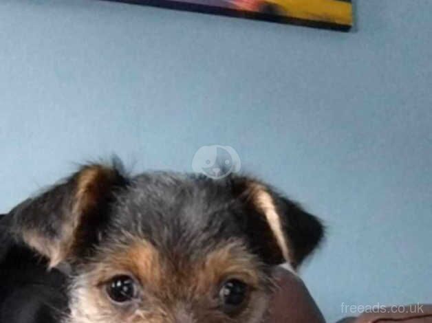 Fully Vaccinated 10 Week old Yorkie Girl for sale in Barnsley, South Yorkshire - Image 2