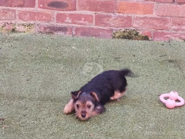 Fully Vaccinated 10 Week old Yorkie Girl for sale in Barnsley, South Yorkshire - Image 3