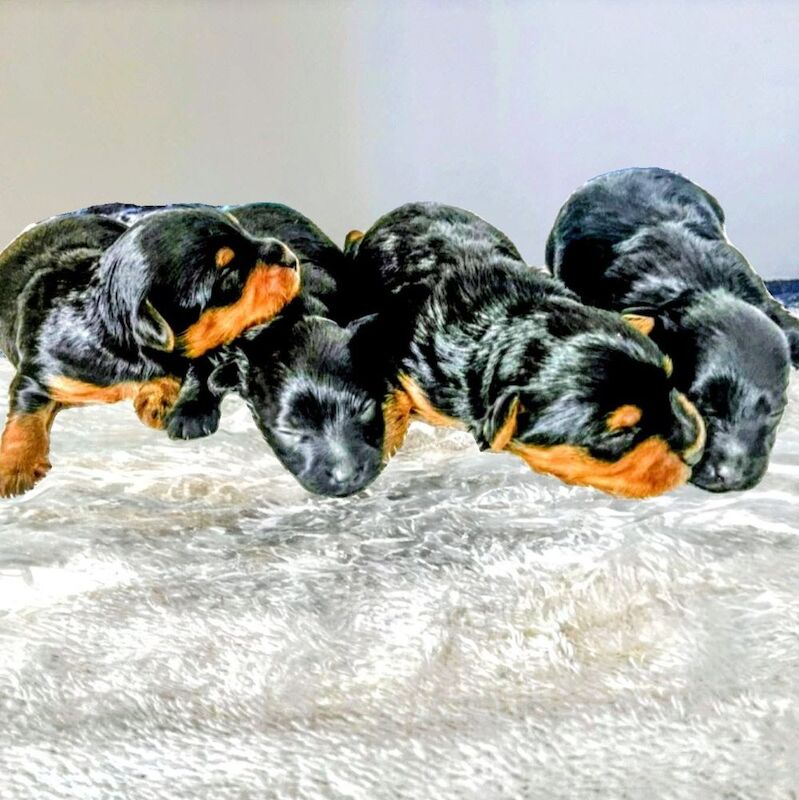 Yorkshire Terrier puppies for sale in Iver, Buckinghamshire – 4 weeks old