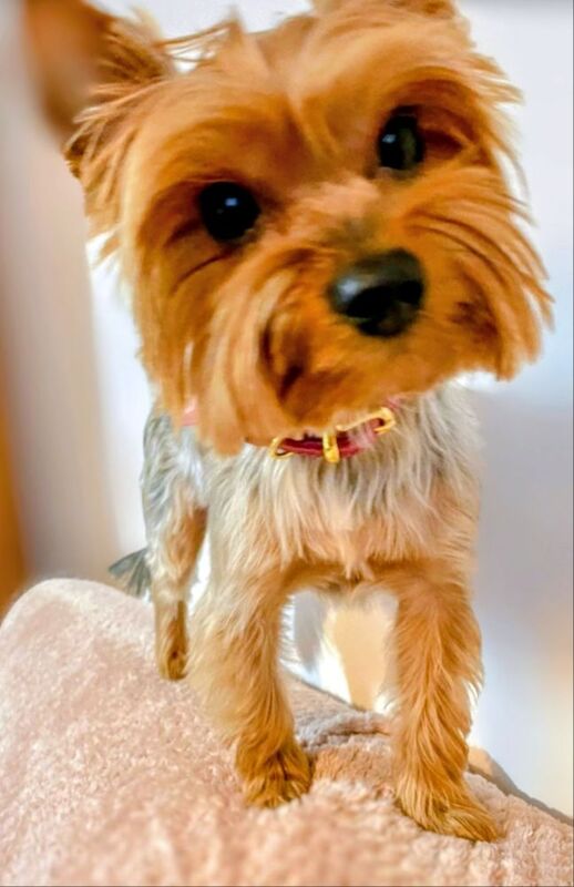 Yorkshire Terrier puppies for sale in Iver, Buckinghamshire – 4 weeks old - Image 2 of 11
