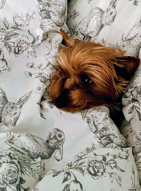 Yorkshire Terrier puppies for sale in Iver, Buckinghamshire – 4 weeks old - Image 4 of 11